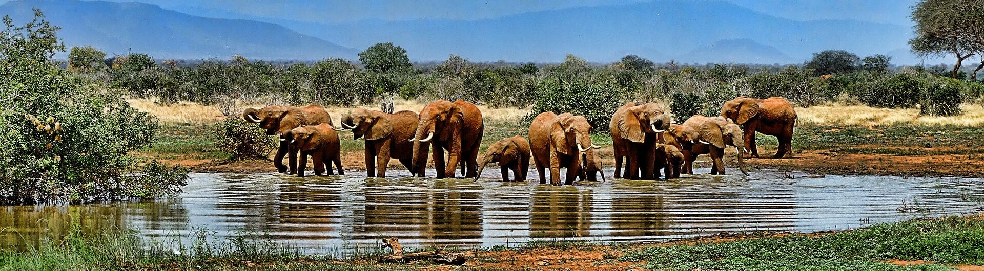 Afryka, słonie