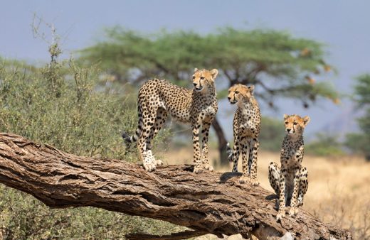 Kenia i jej natura