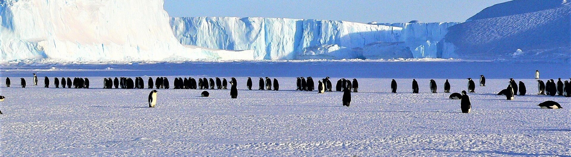 Antarktyda, pingwiny