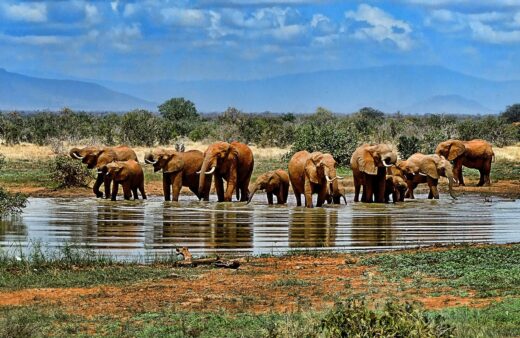 Afryka, słonie