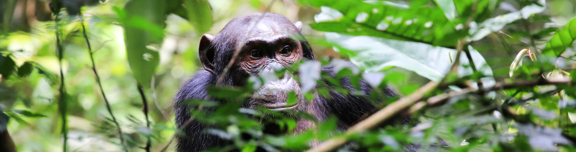 Uganda, szympansy