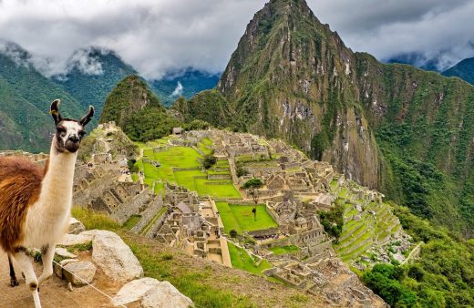 peru, lama